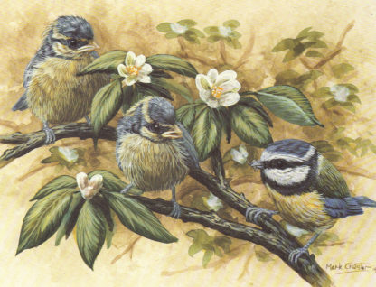 Young Blue Tits by Mark Chester