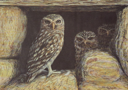 Little Owl by Mark Chester
