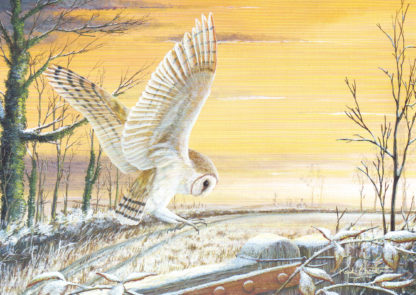 Barn Owl by Mark Chester