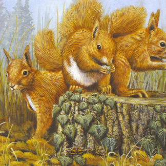 Red Squirrel Trio by Mark Chester