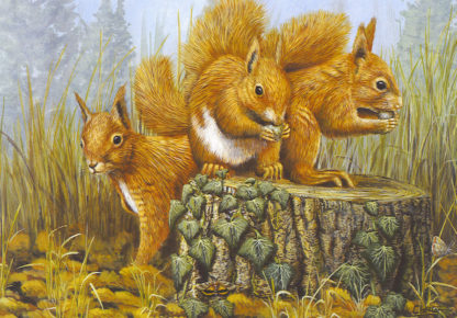 Red Squirrel Trio by Mark Chester