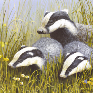 Badger Trio by Mark Chester