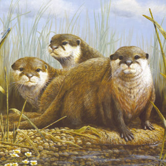 Otter Trio by Mark Chester