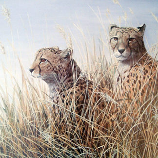 Watching Out (Cheetahs) by Mark Chester