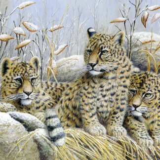 Amur Leopard Cubs by Mark Chester