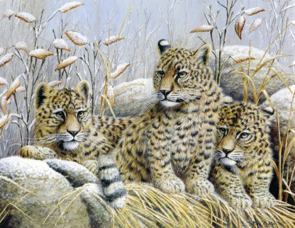 Amur Leopard Cubs by Mark Chester