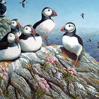 Cliff Top Retreat (Puffins) by Mark Chester