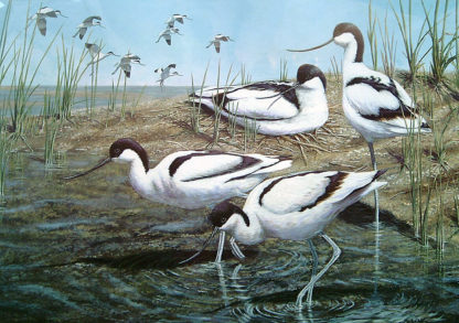 New Arrivals (Avocets) by Mark Chester