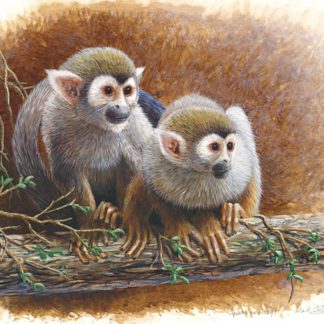 Squirrel Monkey Study by Mark Chester