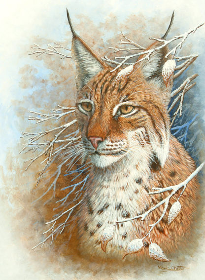 European Lynx by Mark Chester