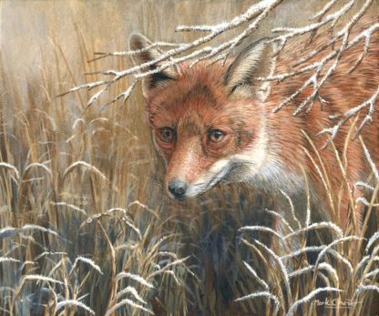 Frosty Morning - Winter Fox by Mark Chester