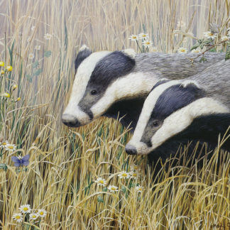 Young Badgers by Mark Chester