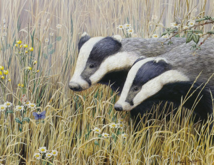 Young Badgers by Mark Chester