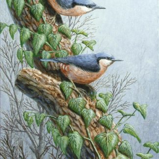 Nuthatches by Mark Chester