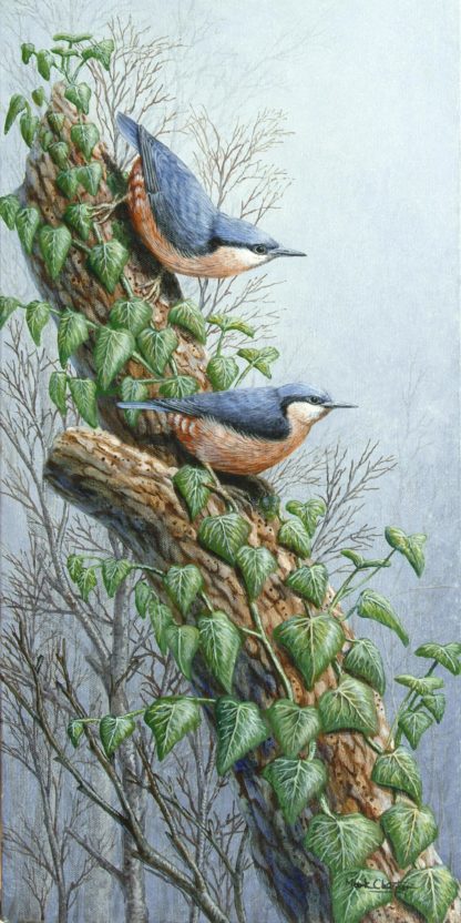 Nuthatches by Mark Chester