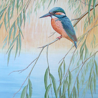Kingfisher by Mark Chester