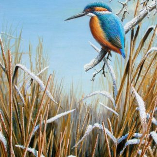 Winter Kingfisher by Mark Chester