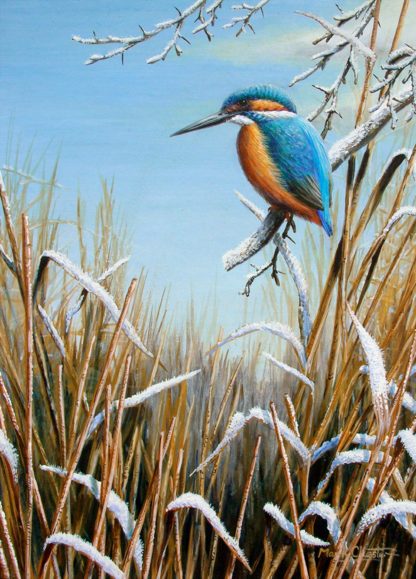 Winter Kingfisher by Mark Chester