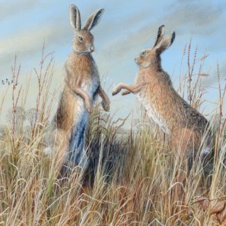 Boxing Hares 2010 by Mark Chester