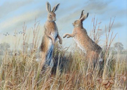 Boxing Hares 2010 by Mark Chester