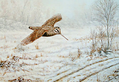 Winter Flight (Woodcock) by Mark Chester