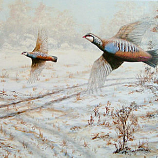 Winter Flight (Red-legged Partridges) by Mark Chester