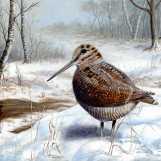 Woodcock In Winter by Mark Chester