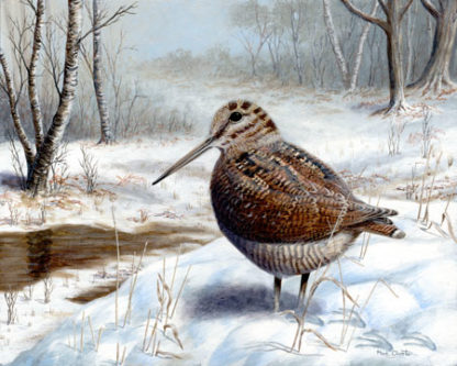 Woodcock In Winter by Mark Chester